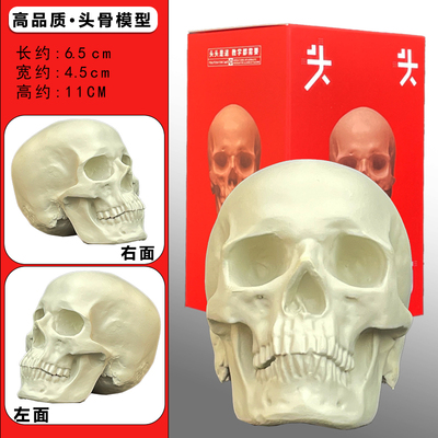 头头是道头像教具头骨石膏头像美术写生教具小型雕塑素描摆件人像
