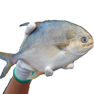 新鲜大金鲳鱼金昌鱼5斤鲜活速冻海鲜水产海鱼银鲳鱼海鱼空运冷链