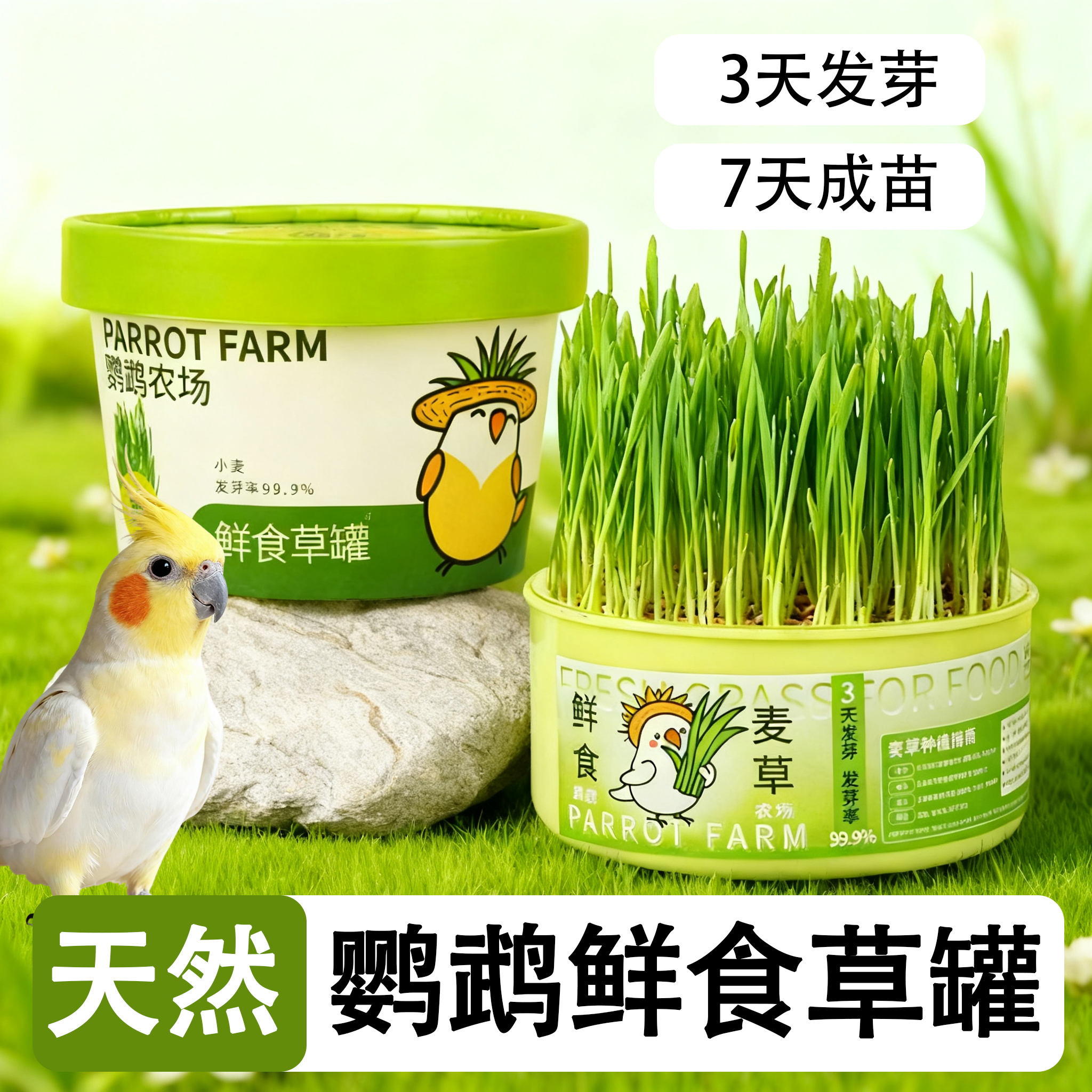 鹦鹉麦芽草鲜食草罐大麦种子