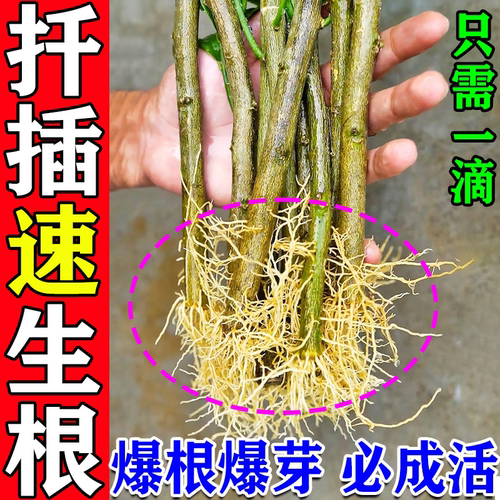 扦插生根液三角梅月季专用快速生根粉强力生根壮苗剂育苗移栽神器