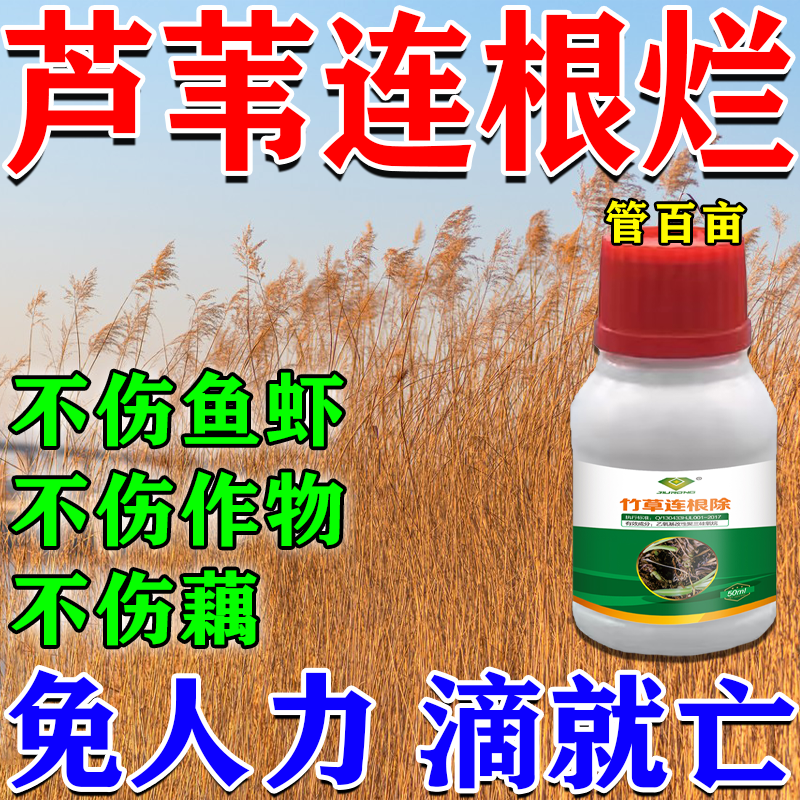 芦苇烂根剂灭芦苇专用农田鱼塘藕田开荒除茅草水花生草专用肥料药