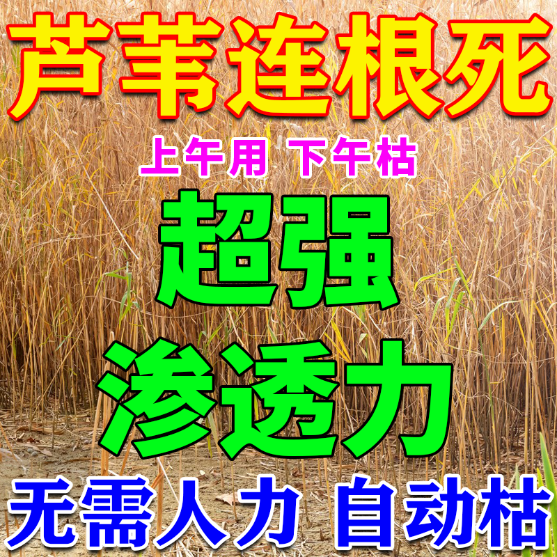 芦苇烂根剂灭芦苇专用农田鱼塘藕田开荒除茅草水花生草专用肥料药
