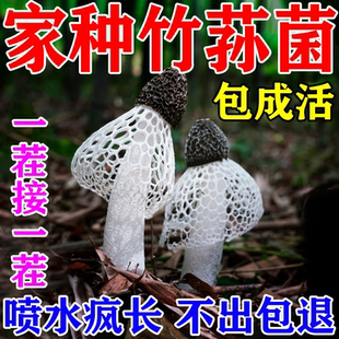 蘑菇可食用 竹荪菌种菌菇种植包懒人栽培菌菇食用种植包阳台家庭装