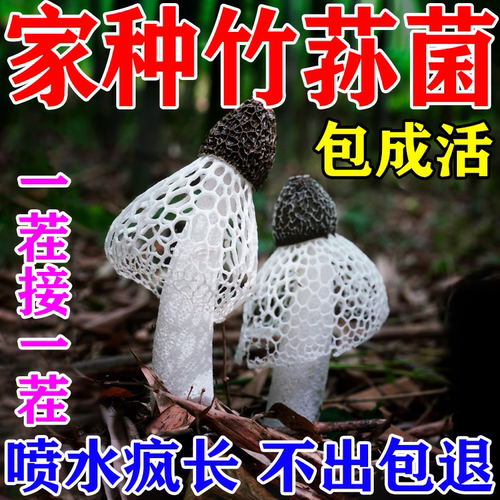 竹荪菌菌菇种植包一喷就出