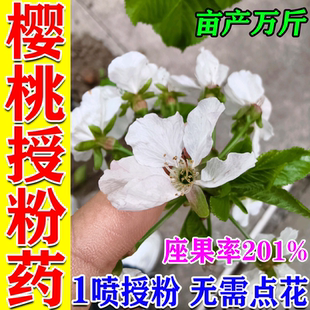大樱桃授粉灵车厘子授粉药促花催花座果灵保花座果防落增产专用肥