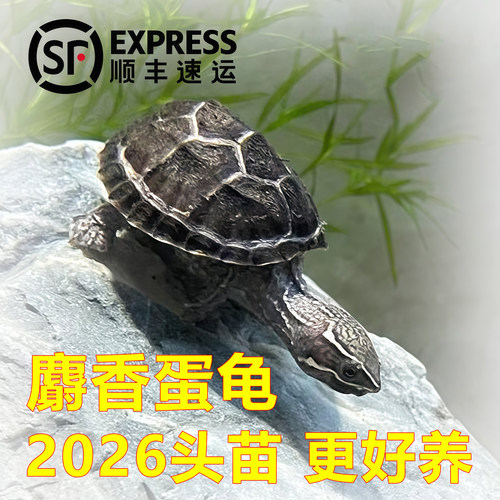 精品头苗麝香蛋龟活物头盔龟剃刀龟小乌龟苗观赏龟宠物龟网红可爱