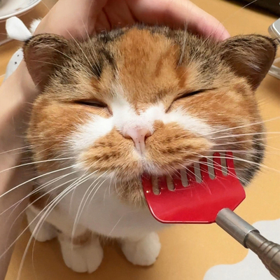 【沉浸式犁猫】猫咪伸缩痒痒挠