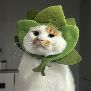 宠物柚子叶头套猫咪露耳朵帽子狗狗搞笑头饰可爱小配饰拍照道具