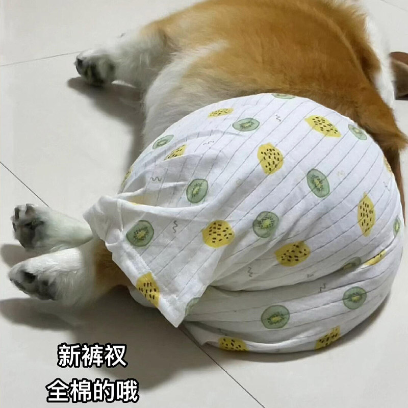 狗狗裤衩中小型犬柯基法斗纯棉