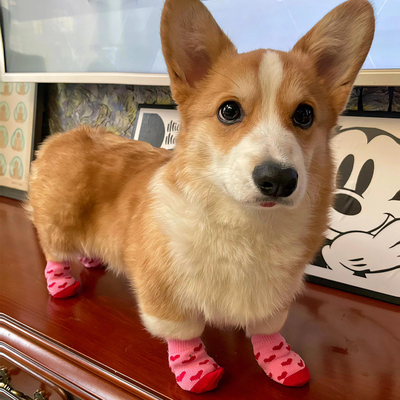 【平价养宠好物】宠物袜子脚套