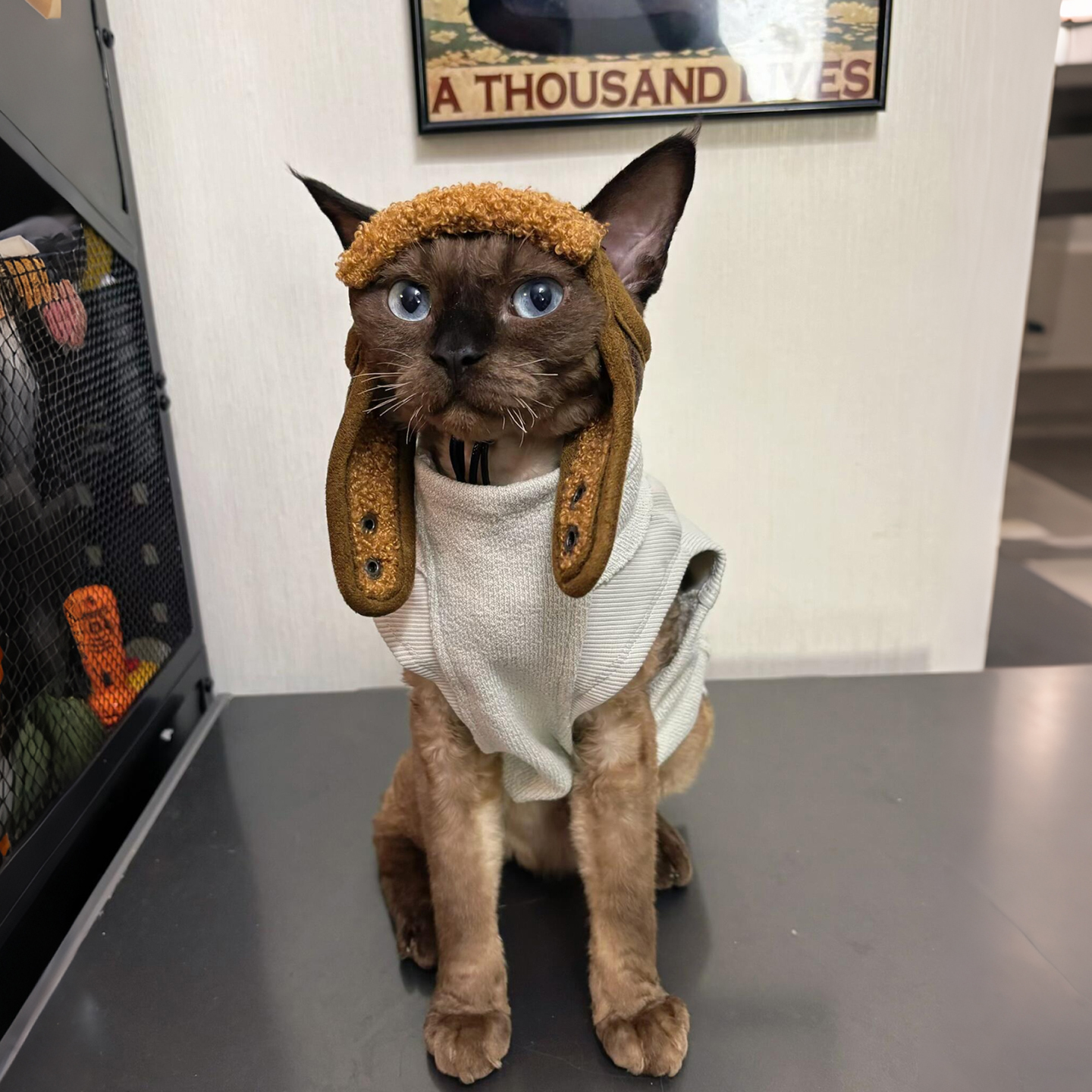 【萌宠OOTD】宠物飞行员帽子秋冬