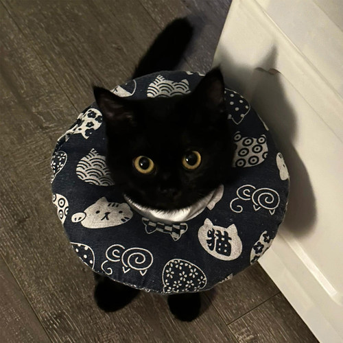 猫咪伊丽莎白圈软头套绝育项圈