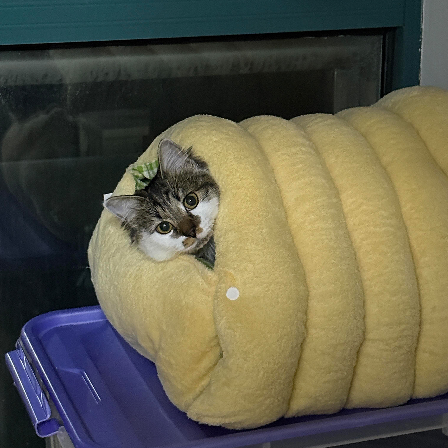 养猫人的成就感莫过于