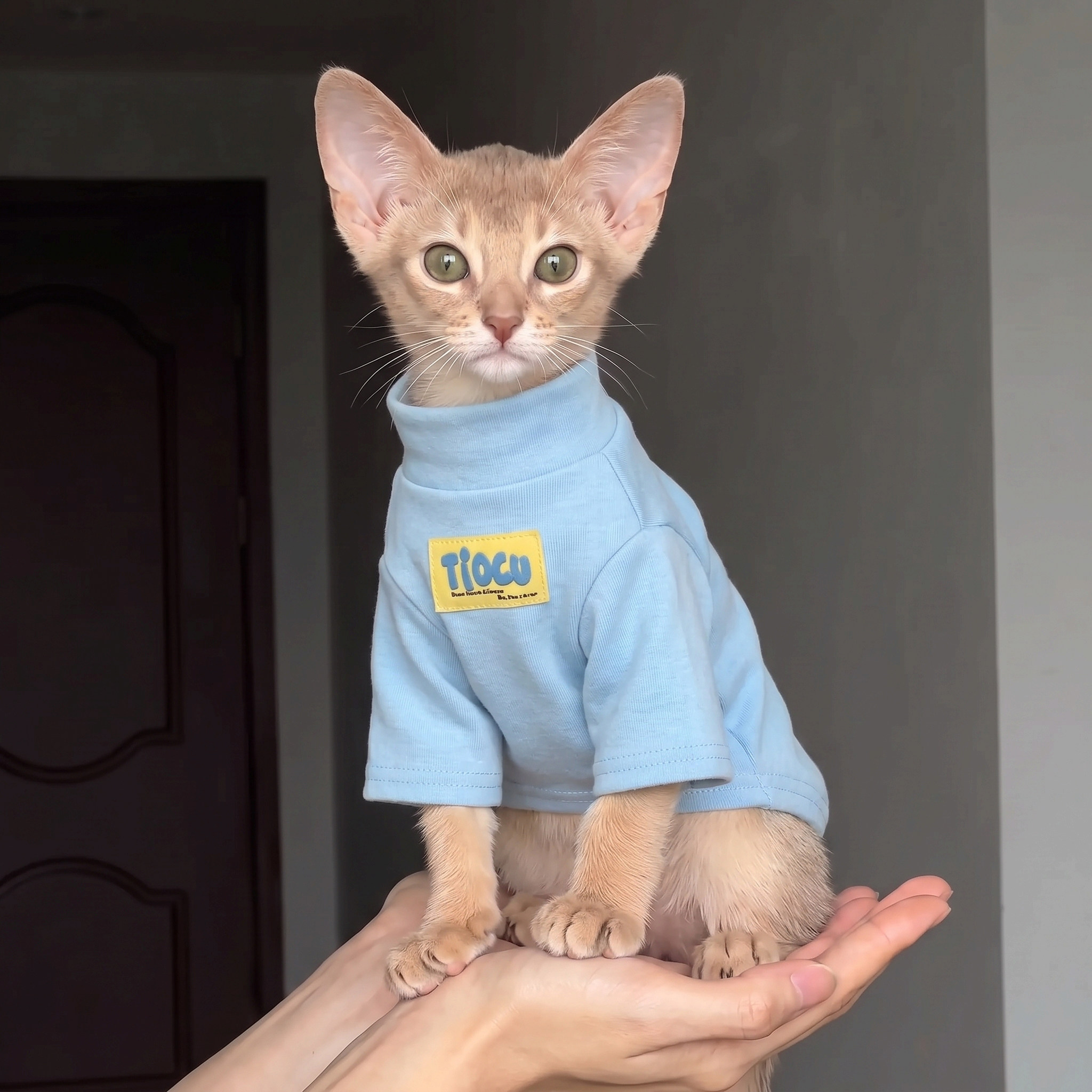猫咪衣服阿比西尼亚猫德文猫无毛猫卫衣秋冬狗狗打底衫宠物服装