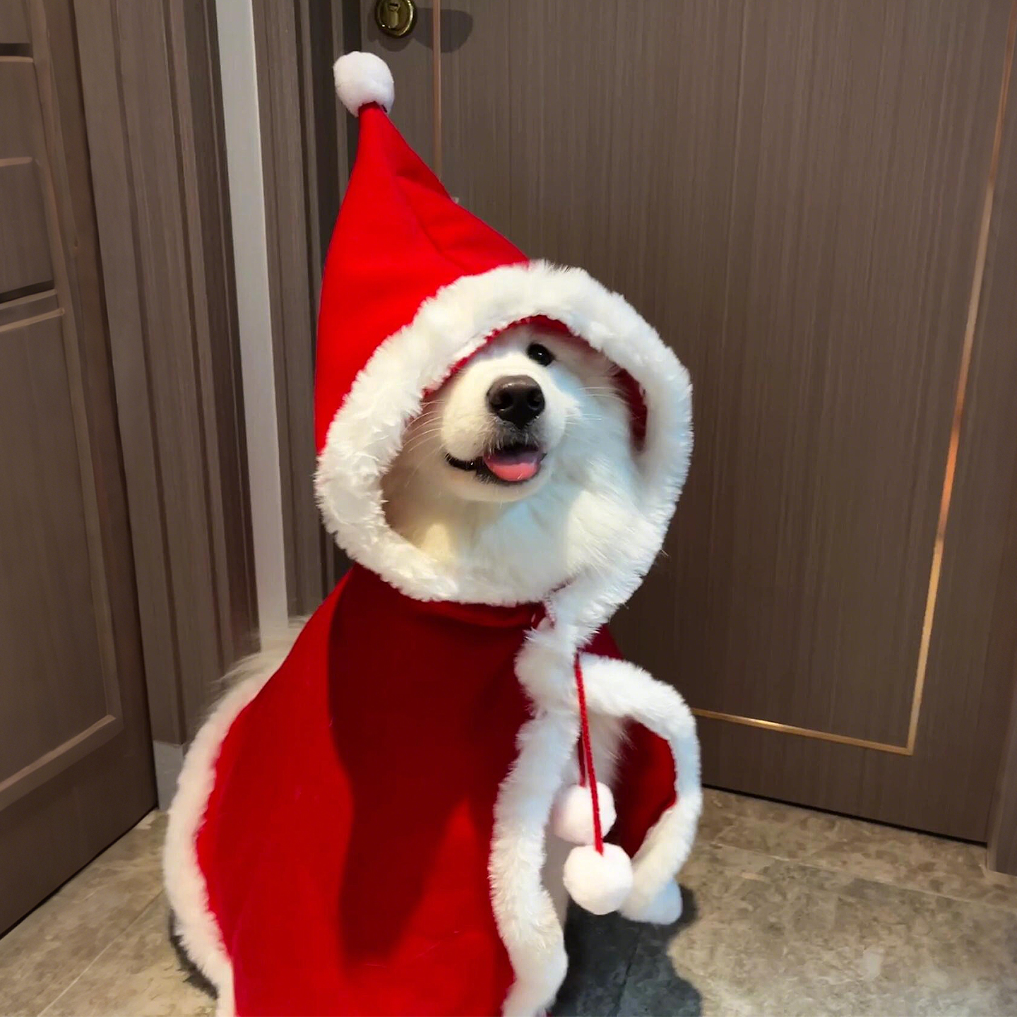 【萌宠OOTD】圣诞红色斗篷披肩