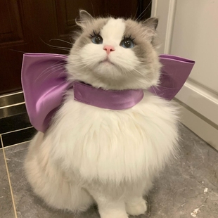 汤姆的梦中情猫衣服蝴蝶结超大颈饰宠物脖子装饰猫咪氛围拍照神器