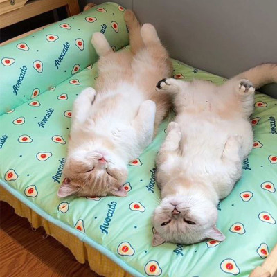 宠物冰垫猫咪凉席睡觉垫子带枕头