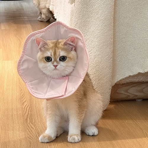 花瓣伊丽莎白圈猫咪狗狗绝育项圈