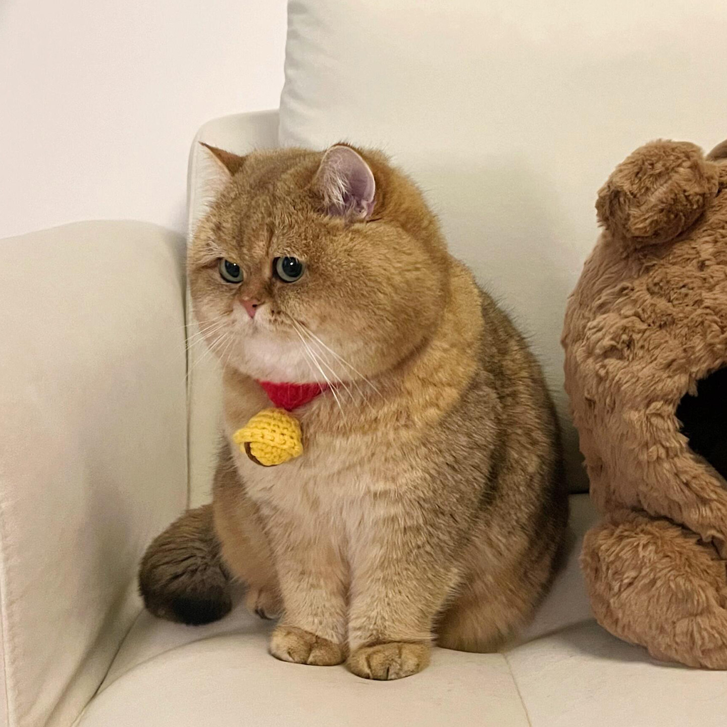 宠物圣诞节衣服猫咪围脖围巾装饰品小型犬比熊泰迪项圈脖圈口水巾,宠物/宠物食品及用品,围巾/口水巾,淘宝优惠券,粉丝福利购,淘宝优惠卷