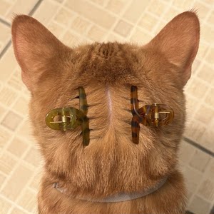 【猫咪驱虫神器~宠物分毛夹】