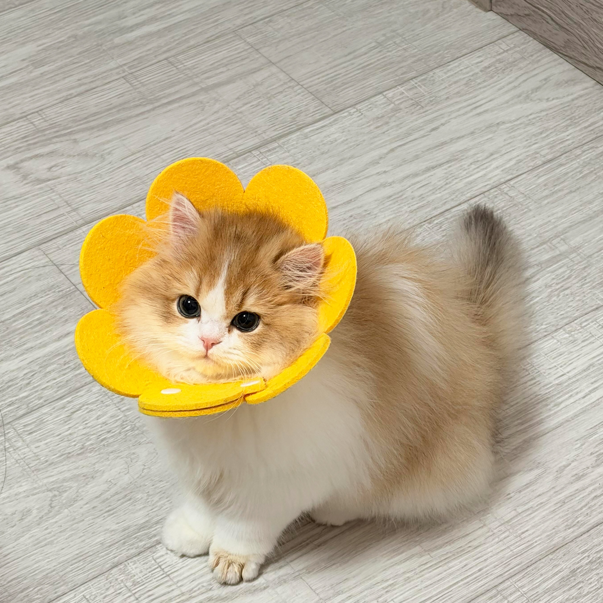 太阳花伊丽莎白圈猫狗绝育术后防舔神器幼猫防咬颈圈宠物防抓脖套,宠物/宠物食品及用品,宠物伊丽莎白圈,淘宝优惠券,粉丝福利购,淘宝优惠卷