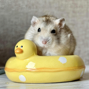 仓鼠食盆陶瓷碗防打翻喂食器花枝鼠金丝熊荷兰猪喝水碗宠物用品