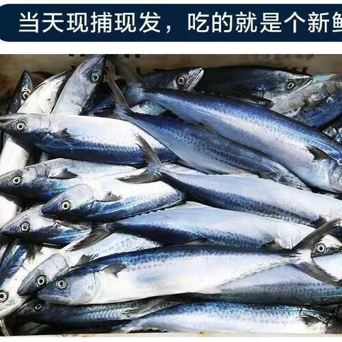 新鲜鲅鱼净鱼五斤 顺丰包邮新鲜速冻的马鲛鱼 海鲜批发