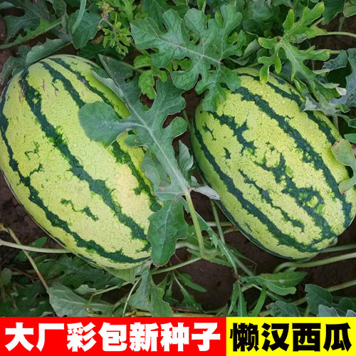 [大厂彩包]懒汉西瓜种子