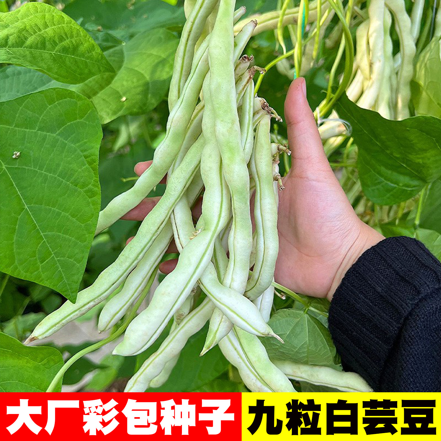 四季老品种高产九粒白芸豆种子