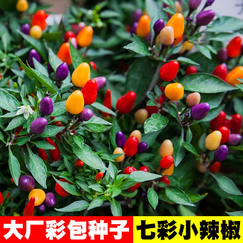 [你想要的都有]辣椒种子大全