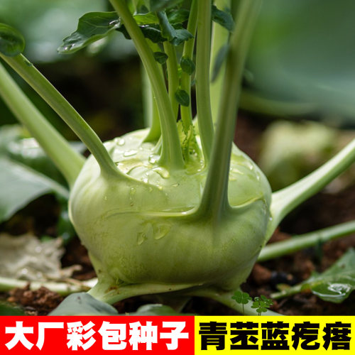 球茎甘蓝/疙瘩青苤蓝种子