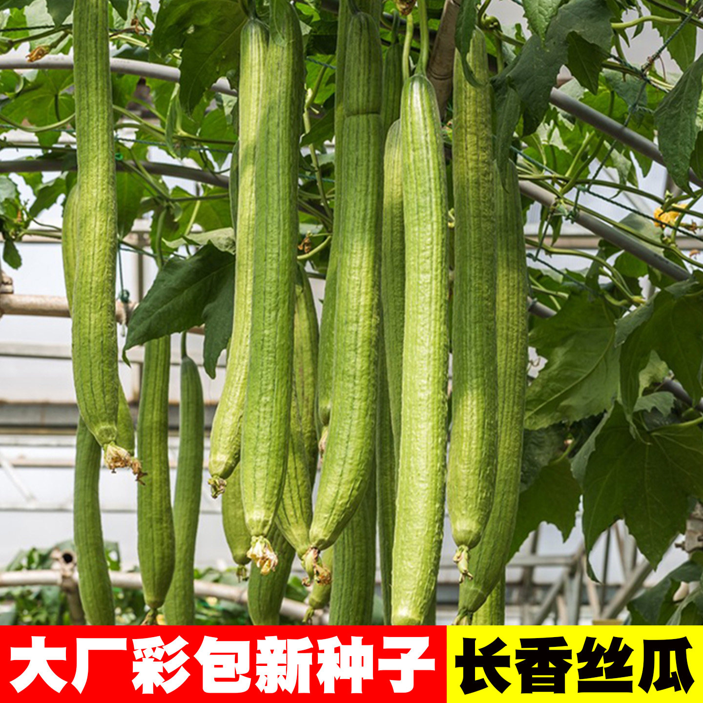 长香丝瓜种子香嫩肉丝瓜籽种大全老品种本地高产四季八棱丝瓜种籽 - 实物图