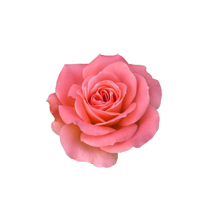 爬藤月季花种子大厂出品阳台庭院月月红玫瑰花蔷薇月季花盆栽籽种