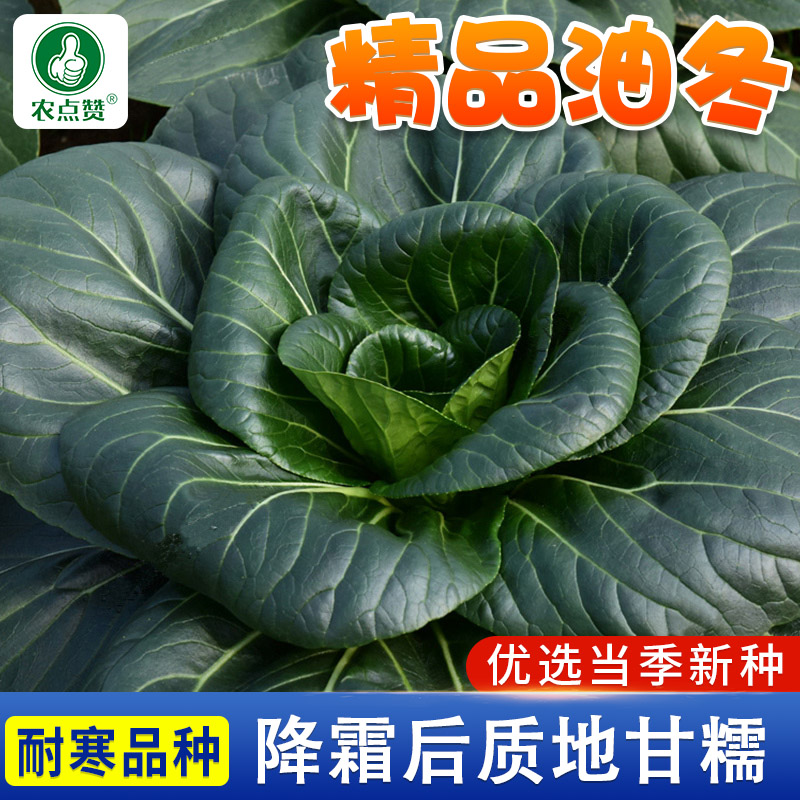 [耐寒品种]苏州青黑油菜青菜种子