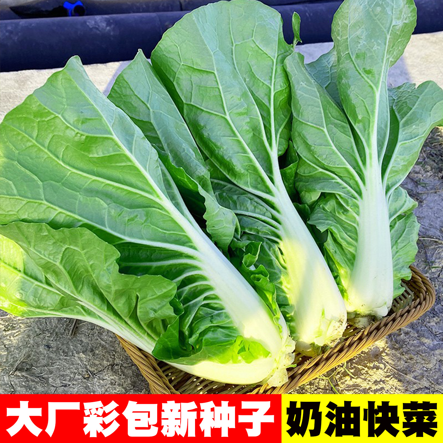 [30天采收]四季种植奶油快菜种子
