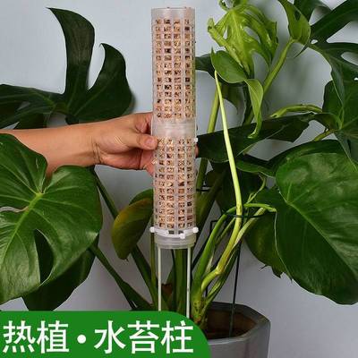 水苔柱龟背竹支撑杆爬藤月季固定器秋海棠支架棕榈柱椰棕棒专用