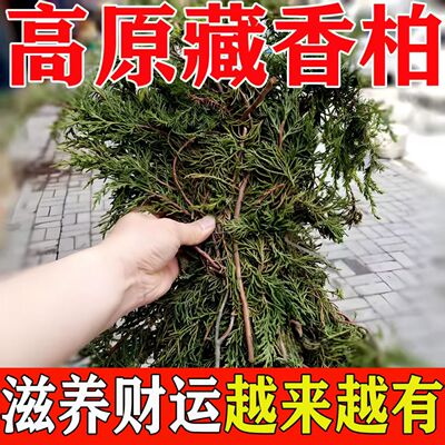 正宗西藏藏香柏枝叶去晦气香薰料