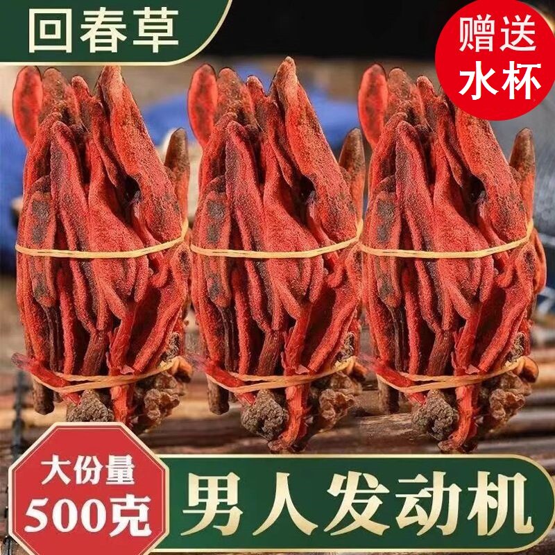 回春草野生云南正品店正品新货500g克顶天柱中药材不老草续阳草