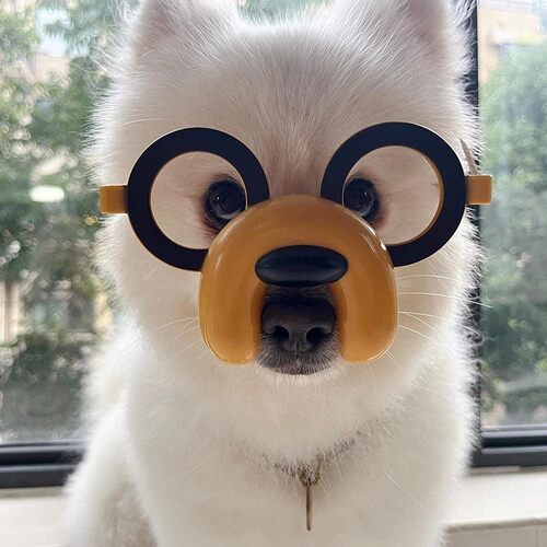 立减5元宠物拍照狗狗猫咪眼镜
