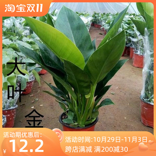 室内盆栽植物不需要阳光适合冬天不怕冻的禄绿植花U客厅盆景好养