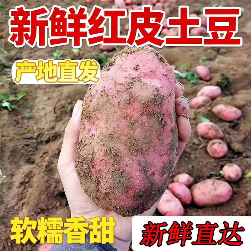 云南曲靖高山新鲜现挖红皮土豆