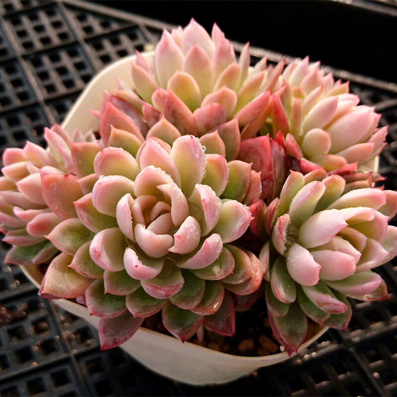 紫罗兰女王多肉老桩萌肉肉创意植物火焰杯办公室阳台桌面小盆栽