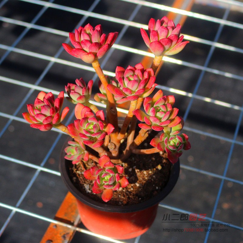 红稚莲锦小叮当老桩稀有品种多肉植物盆栽组合绿植花卉好养