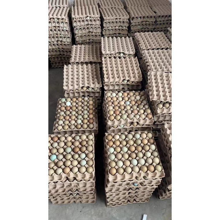 七彩山鸡蛋 纯种受精蛋 新鲜现捡 养殖场直发 破损包赔高受精种蛋