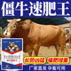养牛专用解僵速肥脱僵增肥混合饲料改善只吃不长瘦弱矮小吃 少