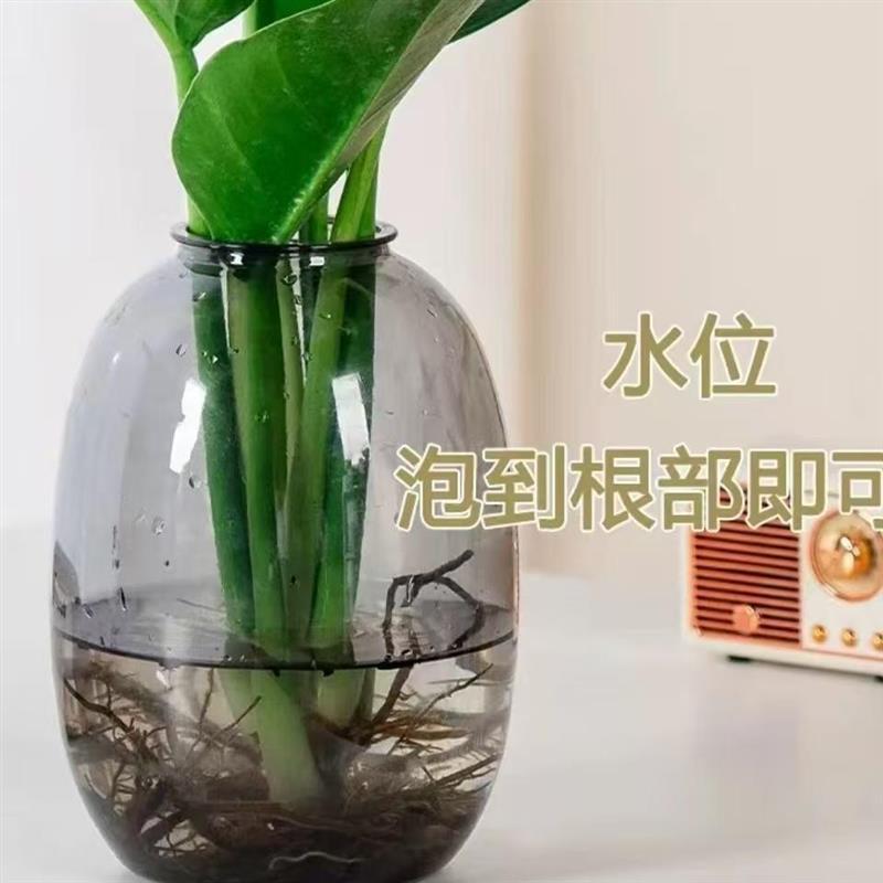 大叶金钻水培绿植办公室桌面植物室内客厅花卉盆栽四季好养