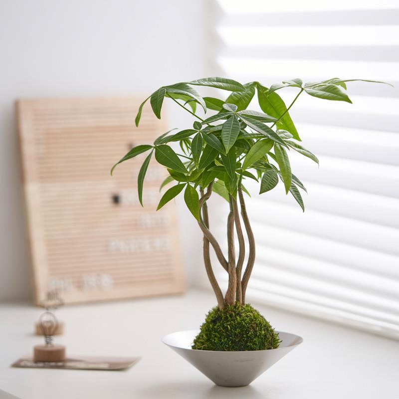 发财树苔藓玉球日式禅意办公室客厅茶桌水培好养绿植盆栽四季常青