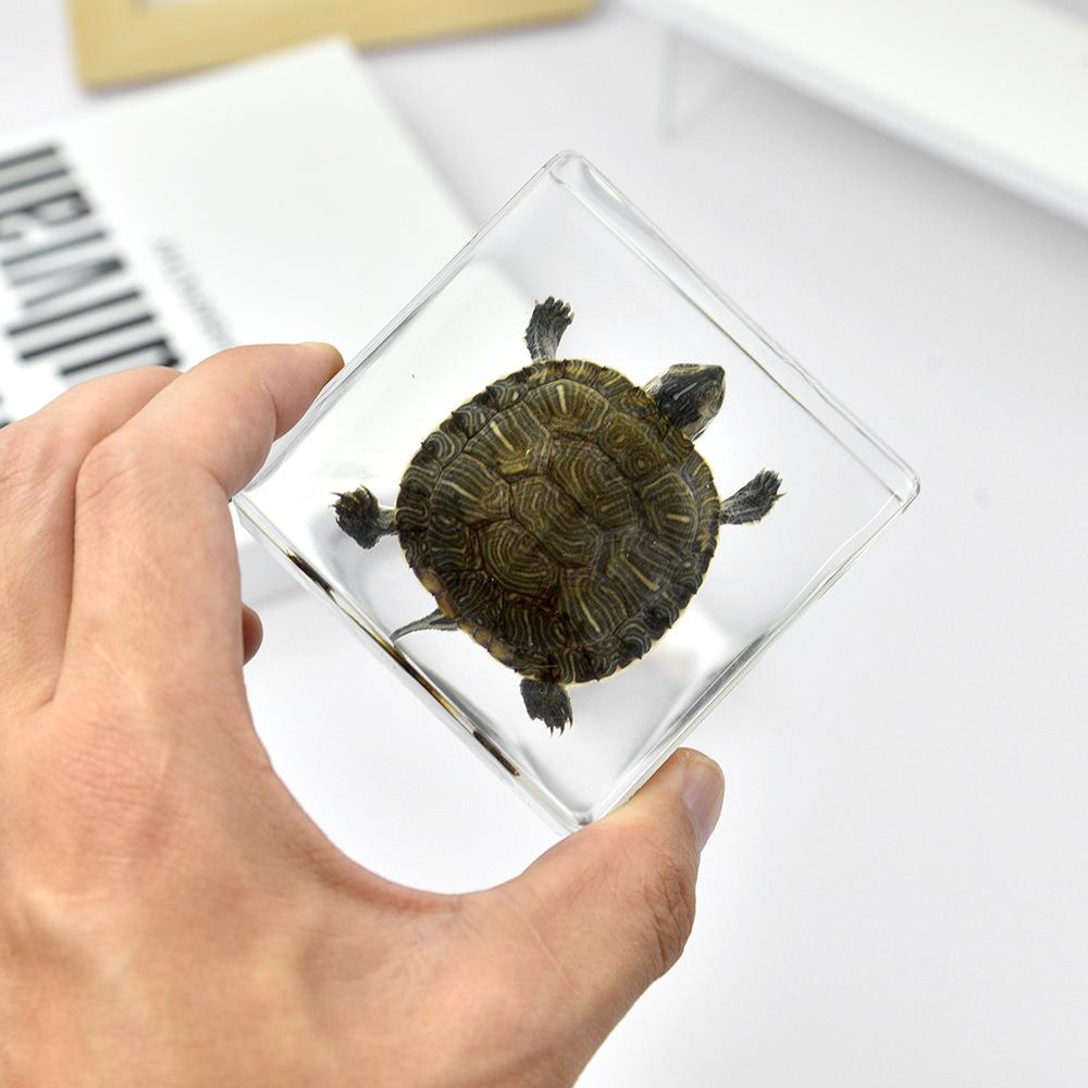 跨境亚马逊电商热卖真实海洋动物标本乌龟琥珀树脂工艺品独特创意