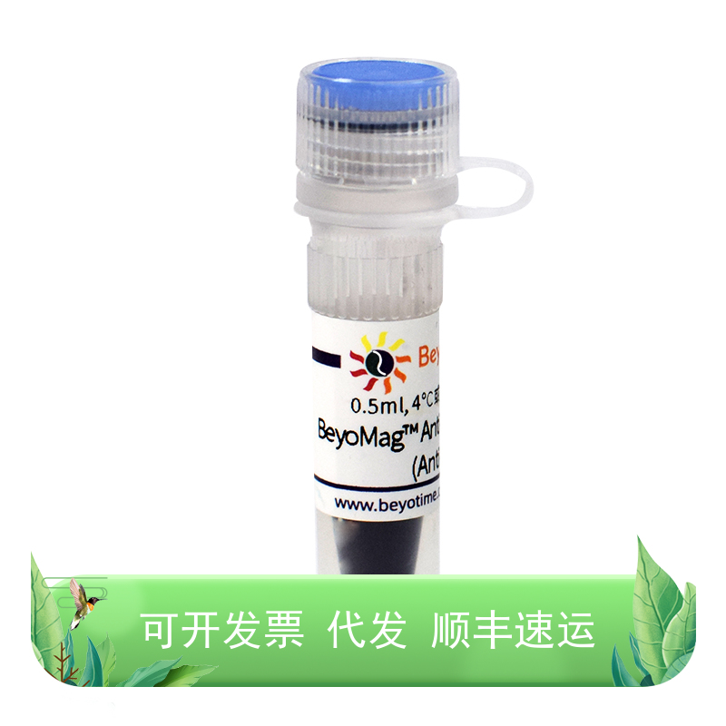 P2135-0.5ml BeyoMag™ Anti-His Magnetic Beads (Anti-His磁珠