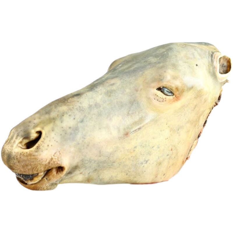 新鲜现杀马肉生鲜马头整只马头全马宴马头肉马头带眼睛和马肉马舌